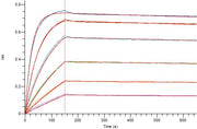 Recombinant Human TROP-2 (248AA, C-6His)