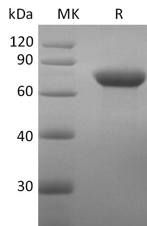 Recombinant Human CD209 (N-Fc)