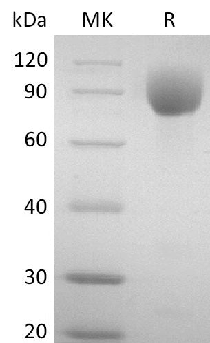 Recombinant Mouse PVR (C-mIgG2AFc)