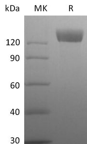 Recombinant Rhesus Macaque ACE-2 (C-Fc)