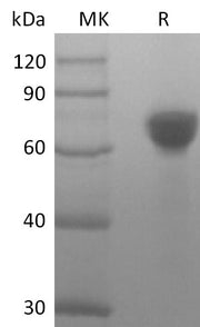 Recombinant Human TROP-2 (248AA, C-Fc)
