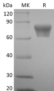 Recombinant Mouse TNF RII (C-Fc)
