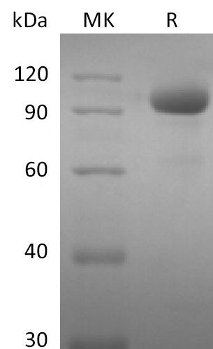 Recombinant Human EphA8 (C-Fc)