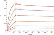 Recombinant Rhesus Macaque TROP-2 (C-6His)