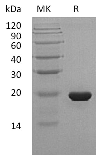 Recombinant Human SHH (C24II)