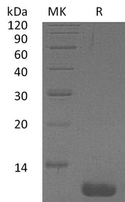 Recombinant Human CCL1