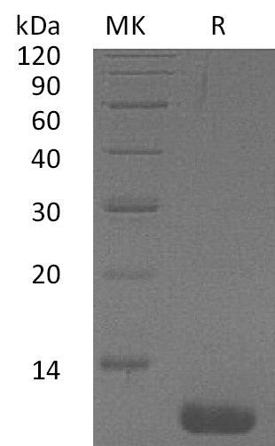Recombinant Human CCL1
