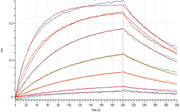 Recombinant Human PVRIG (C-mFc)