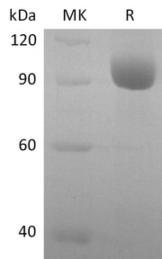 Recombinant Human LILRA3 (C-Fc)