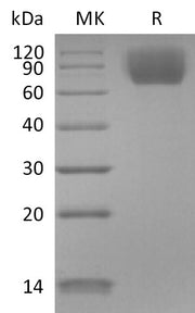 Recombinant Mouse TrkC (C-6His)