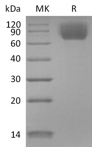 Recombinant Mouse TrkC (C-6His)