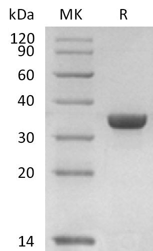 Recombinant Human ANXA1