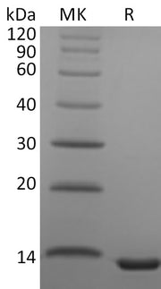 Recombinant Human CCL23