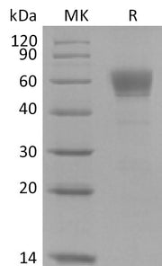 Recombinant Cynomolgus CD123 (C-6His)