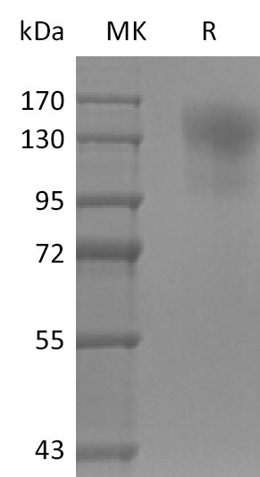 Recombinant Mouse CD45 (C-6His)