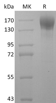 Recombinant Human LEPR (C-Fc)