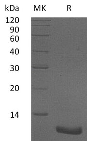 Recombinant Human CXCL2