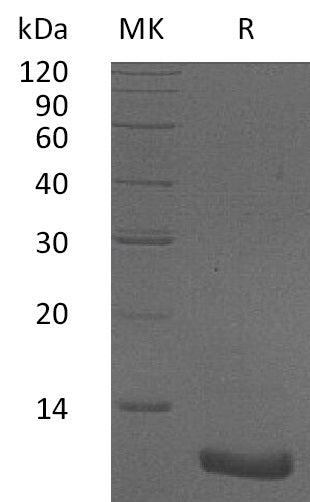 Recombinant Human CXCL2