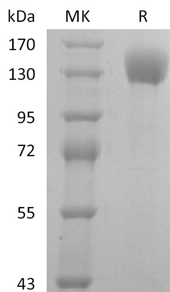Recombinant Human P-selectin (C-Fc)