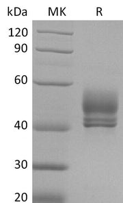 Recombinant Cynomolgus CD3D&CD3E Heterodimer (C-Fc-Flag&C-Fc-6His)