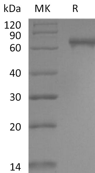 Recombinant Human Notch2 (C-6His)