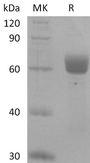 Recombinant Human BTNL9 (C-Fc)