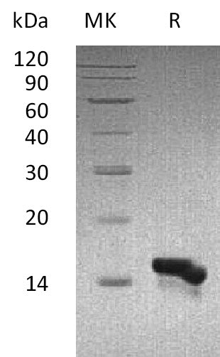 Recombinant Human CCL28