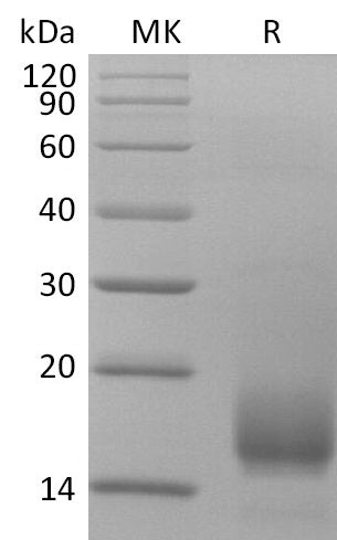 Recombinant Human CD59 (C-6His)