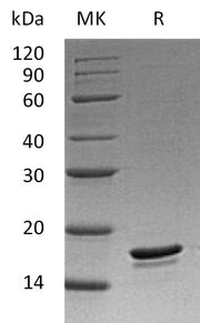 Recombinant Human Bc1-w (C-6His)