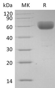 Recombinant Human CD147 (C-Fc)