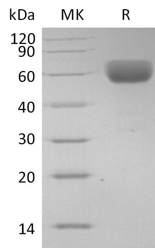 Recombinant Human CD147 (C-Fc)