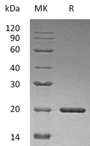 Recombinant Human SHH