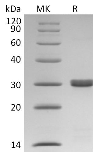 Recombinant Human Bcl-xL (C-6His)