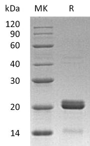 Recombinant Human BID