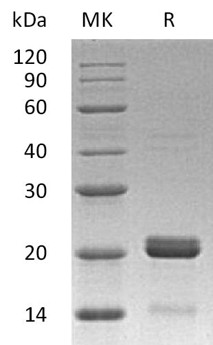 Recombinant Human BID