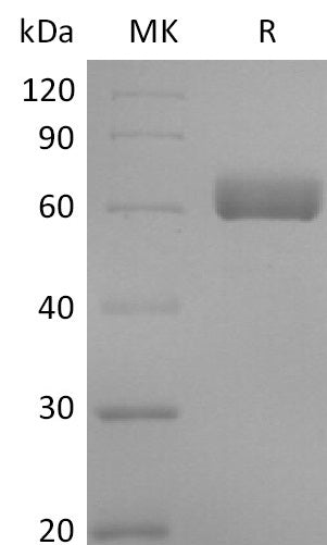 Recombinant Mouse BTNL9 (C-Fc)