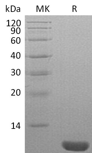 Recombinant Human NEDD8