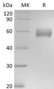 Recombinant Human CD147 (C-mFc)