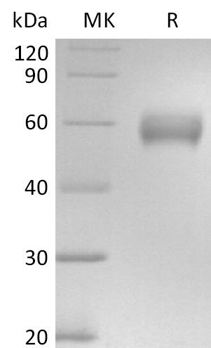 Recombinant Human CD147 (C-mFc)