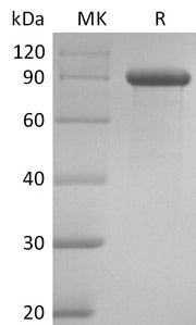 Recombinant Human DLL1 (C-Fc)
