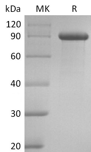 Recombinant Human DLL1 (C-Fc)