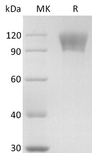 Recombinant Human CD30 (C-mFc)