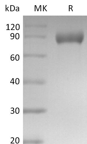 Recombinant Mouse Siglec-E (C-Fc)