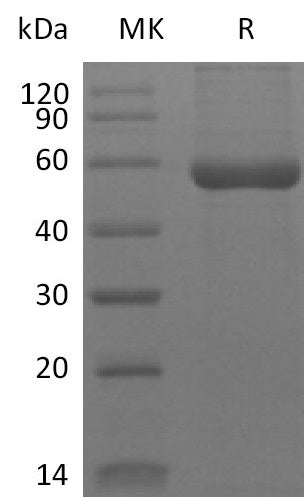 Recombinant Human HLA-A*0201 WT-1 complex Protein (C-10His)