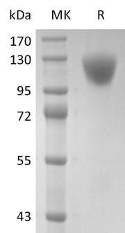 Recombinant Human CD45RA (C-6His)