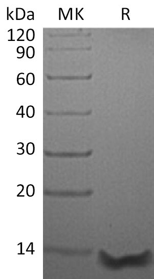 Recombinant Human CCL26 (68AA)