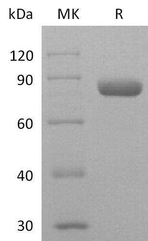 Recombinant Human Nectin-2 (C-mIgG2a Fc)