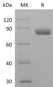 Recombinant Human Nectin-2 (C-mIgG2a Fc)