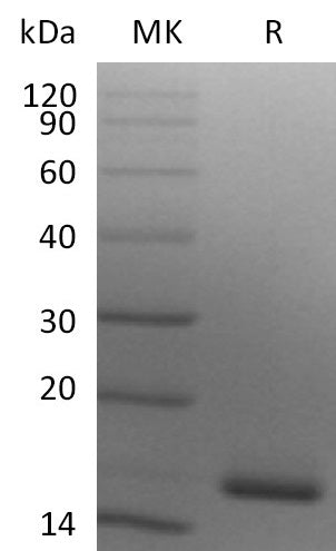 Recombinant Human Ig lambda constant 2 (C-6His)