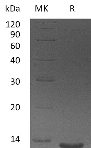 Recombinant Human CCL26 (71AA)